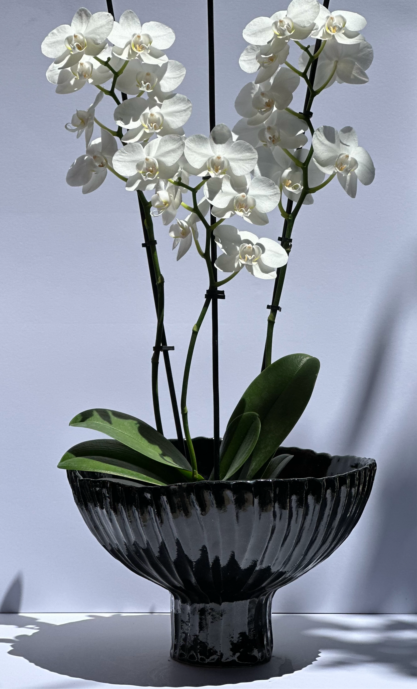 Black Bowl and Ikebana Style Vase